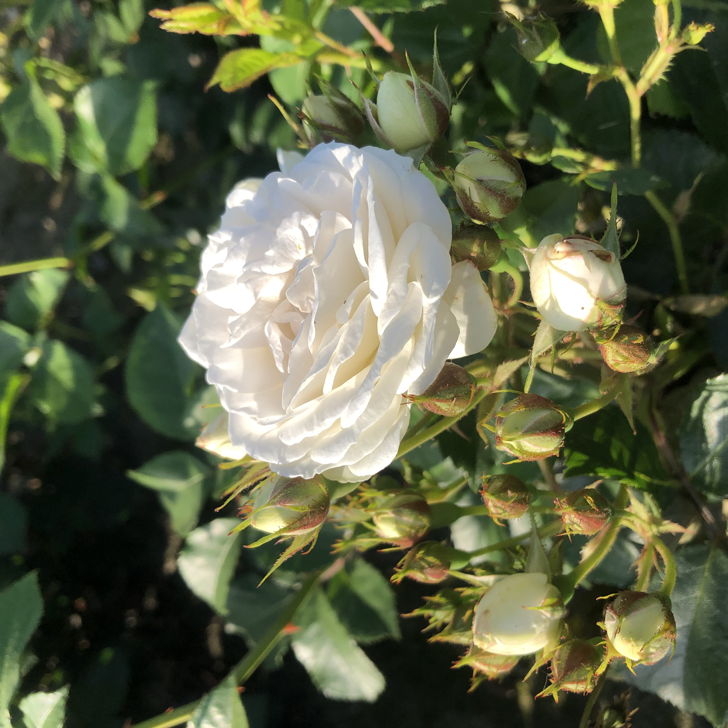 Rosa moschata 'Neige d'été'